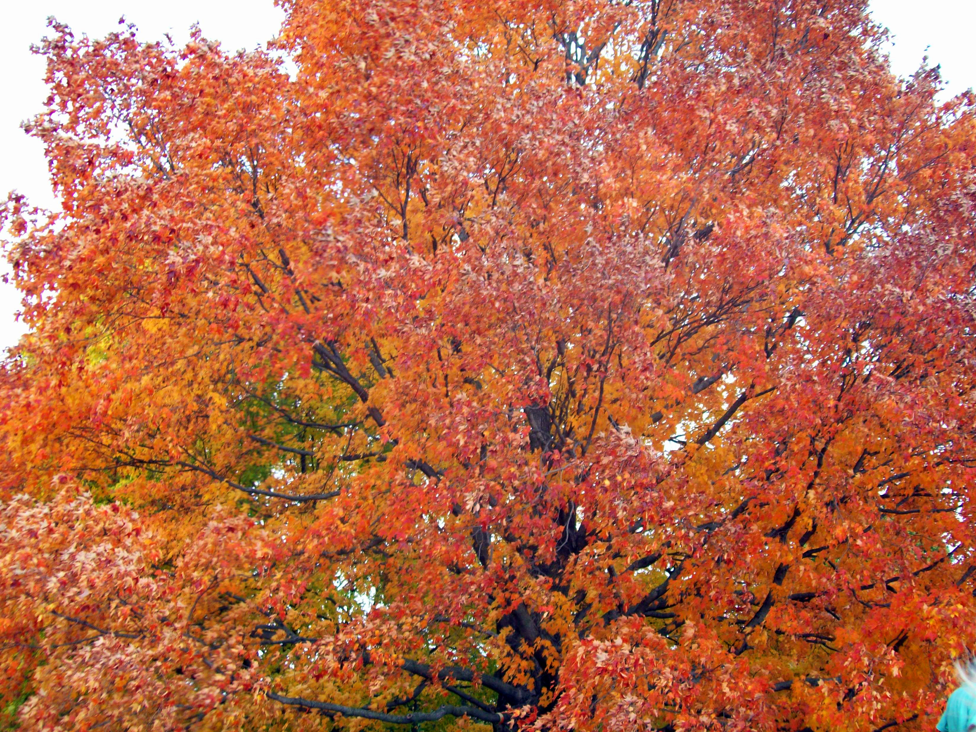 Autumnal Tree on golf course